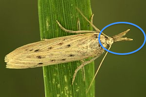 Pyralidae da determinare - Ematheudes punctella